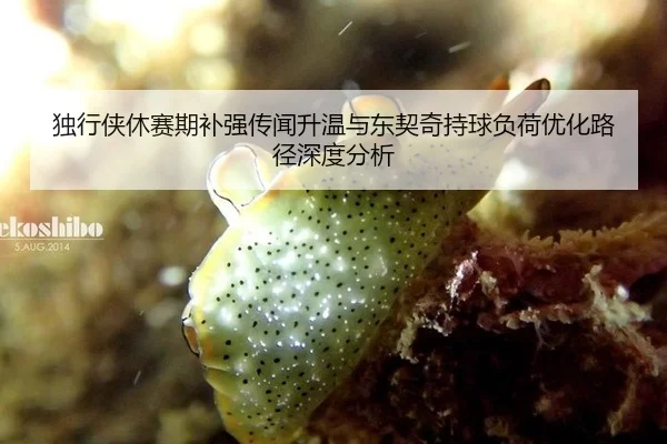 独行侠休赛期补强传闻升温与东契奇持球负荷优化路径深度分析